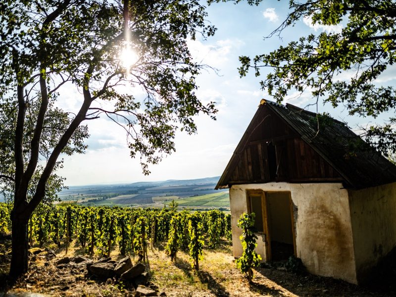 a_mádi_betsek_dűlő,_tokaji_borvidék