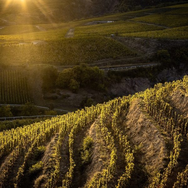 a_szerelmi-dűlő,_tokaji_borvidék