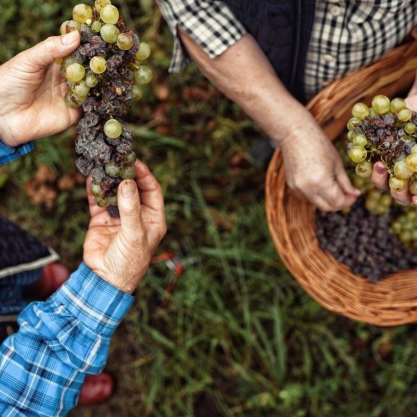 aszúsodott_szőlőfürtök,_tokaji_borvidék